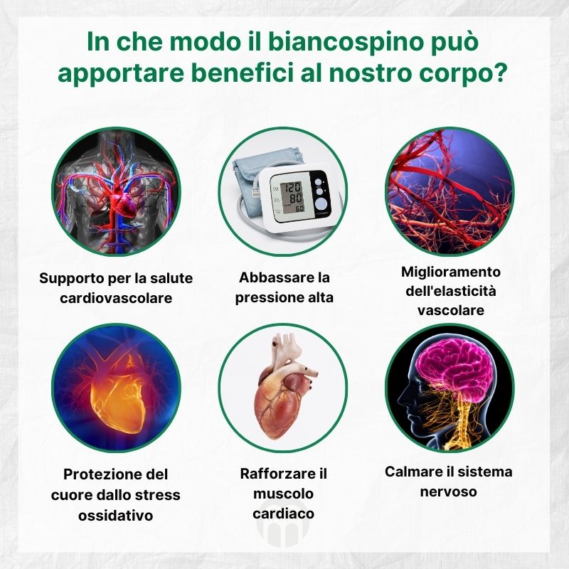 (Italština) Jak může hloh našemu tělu prospět